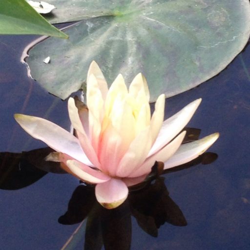 Meditation for Physical Health